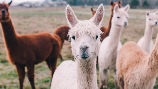 Alpaca: A fluffy symbol of the Peruvian culture